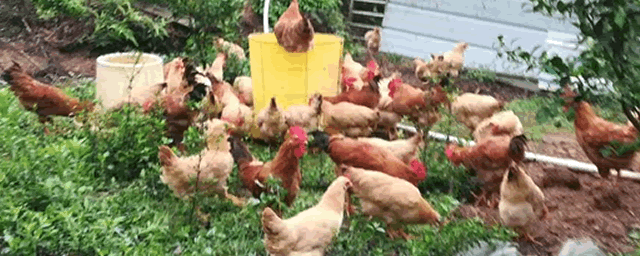 新手养鸡怎么打销路