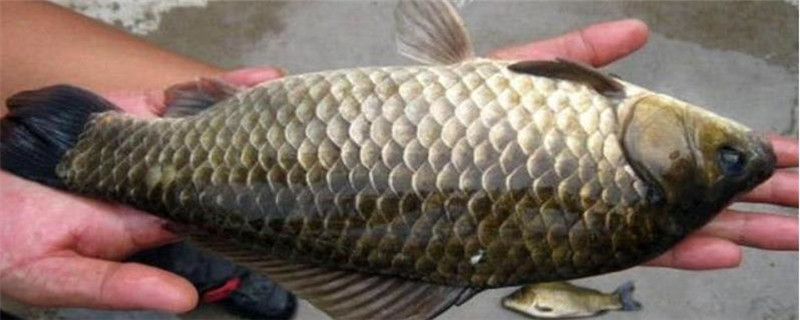野生大鲫鱼喜欢吃什么
