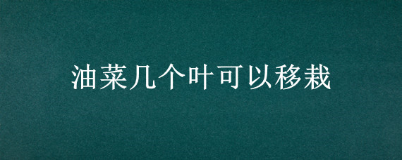 油菜几个叶可以移栽