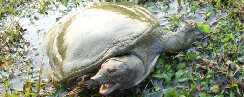 甲鱼养几天用不用放水甲鱼怎么杀怎么处理