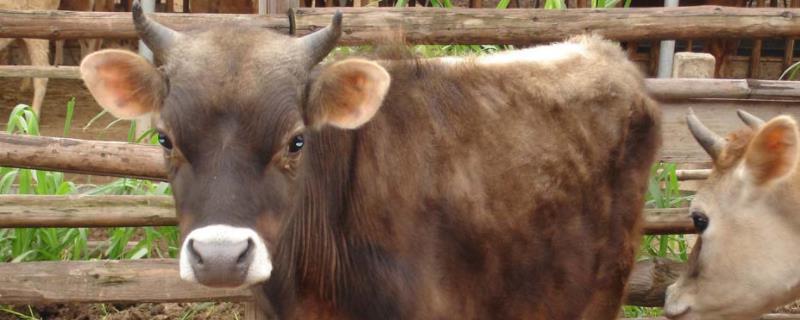 牛吃了塑料袋怎么办牛得了真胃炎用什么药