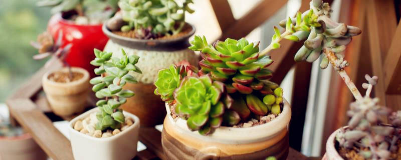 家里养花怎么施肥