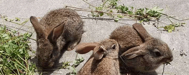 活兔子多少钱一斤