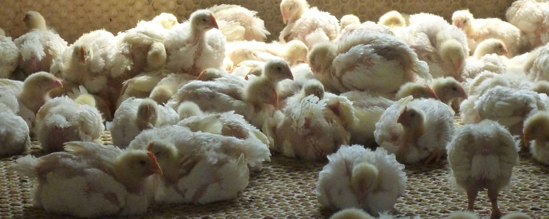 肉鸡瘫痪怎么治疗方法