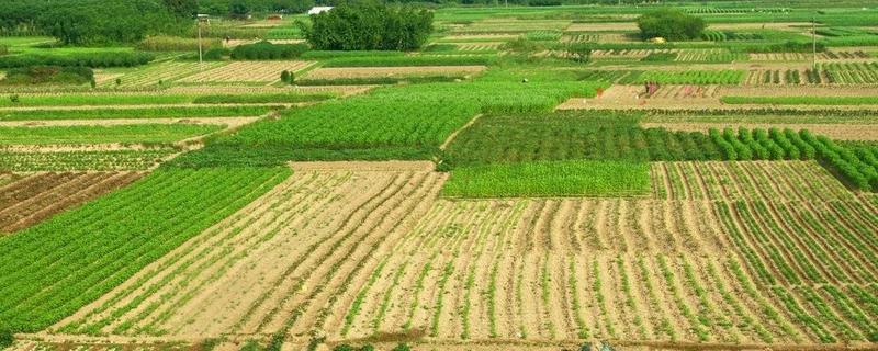 量地怎么算亩一亩是多少米长多少米宽