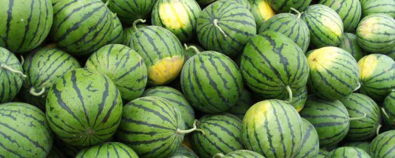 西瓜幼苗出土温度多少合适阳台成功种的西瓜经验