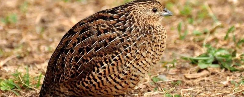 十天的鹌鹑脱温可以不鹌鹑脱温需要用什么