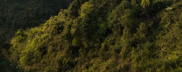 蛇蛋怎么孵化成活率高