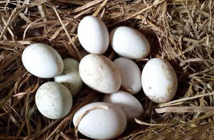 我国哪些地方产的鸭蛋出名？