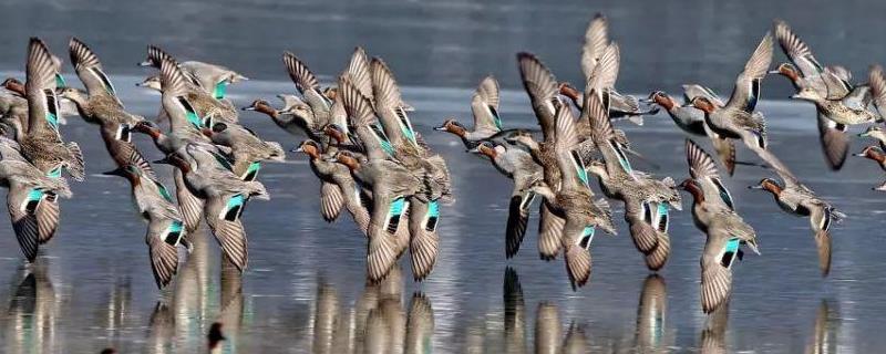 野鸭吃什么食物野鸭是几级保护动物