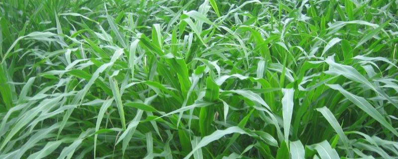 玉米草一亩要多少种子玉米草种植方法和时间
