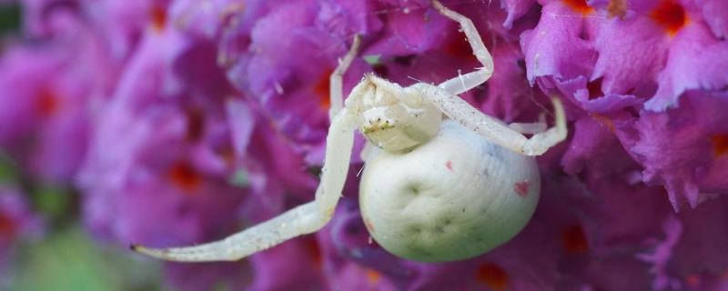 白蜘蛛用什么农药