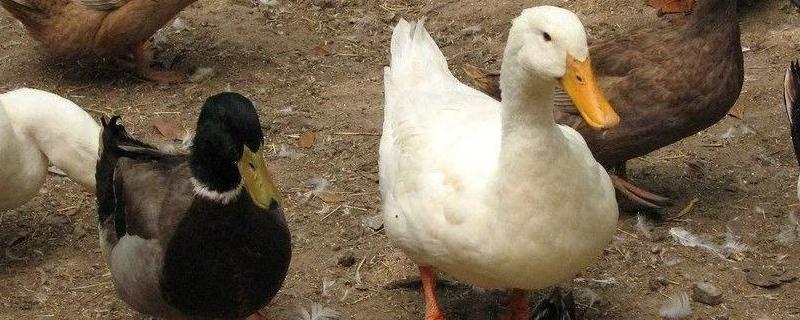 家禽脱毛蜡与水的比例配合家禽脱毛蜡的使用方法