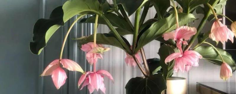 花卉宝莲灯的养护附种植方法