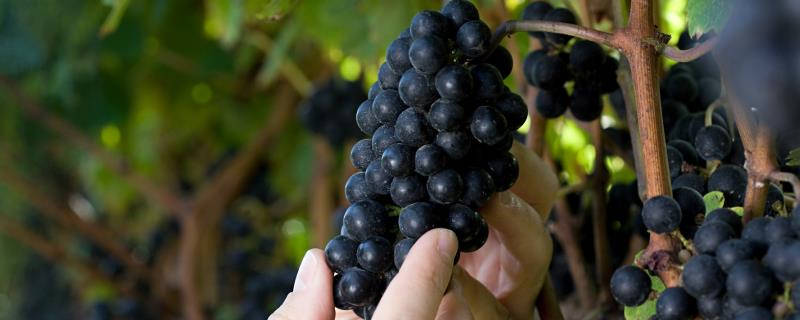 葡萄秧什么时候剪枝