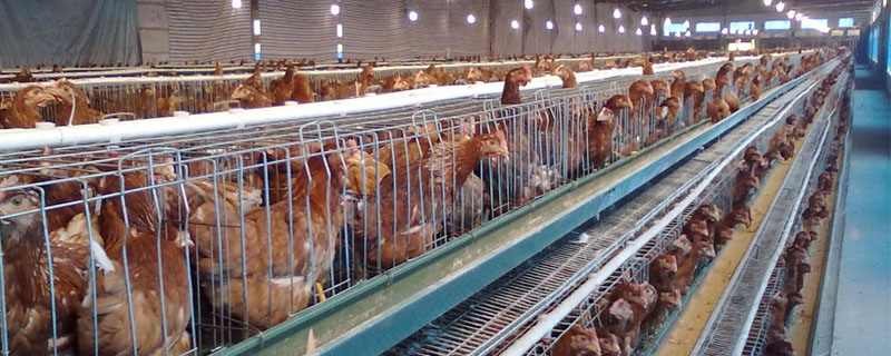 蛋鸡肠炎的症状及治疗