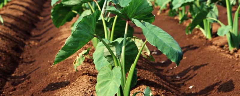芋头为什么不能连续种2年附芋头种植方法