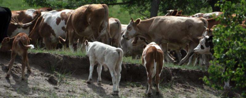 牛羊在消化过程中会排出大量的牛羊结节病有哪些症状表现