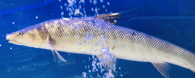 神仙鱼和什么鱼混养好