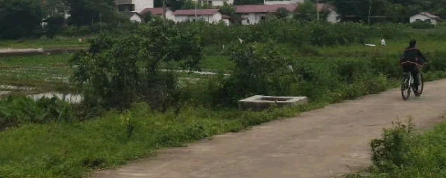 鹦鹉多少钱一只