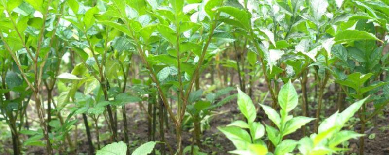 魔芋种子种植技术一代种当年挖不挖