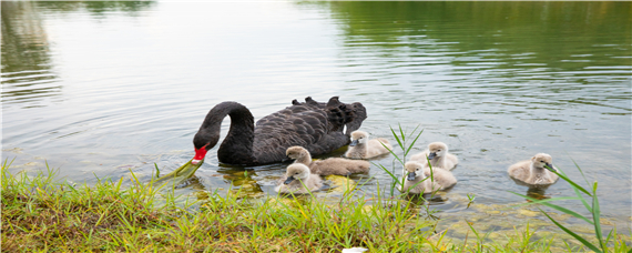 鹅病常见疾病用什么药