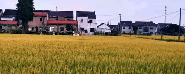 水稻矮缩病病如何防治