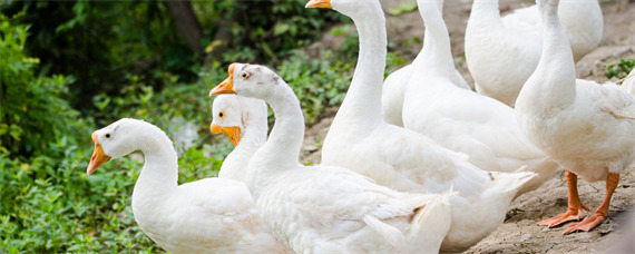 鹅的生活环境