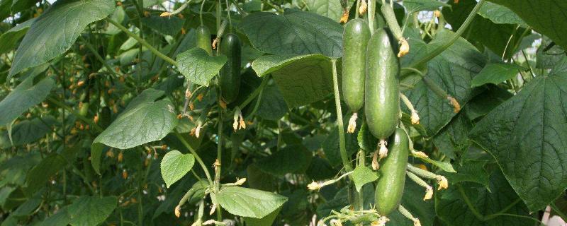 大棚黄瓜种植技术之黄瓜管理技术需要什么肥料好