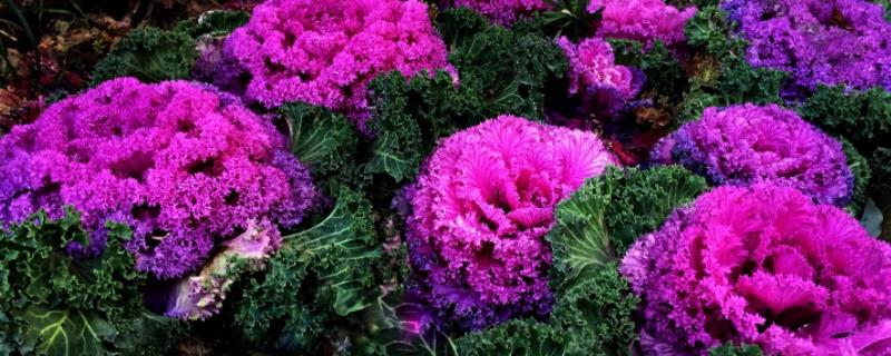 羽衣甘蓝种植方法和注意事项羽衣甘蓝可以生吃吗