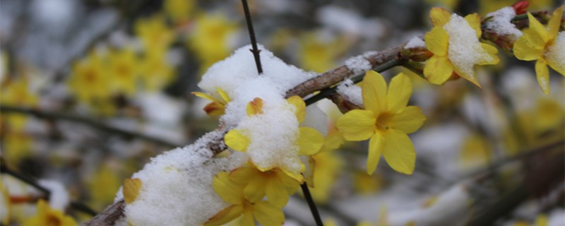 迎春花怎么过冬