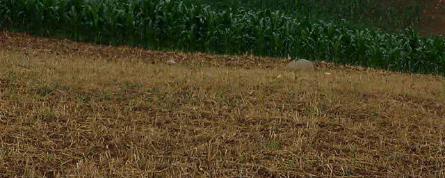 波尔多液的配制方法