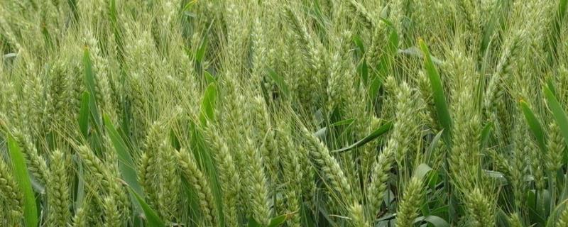 小麦生长周期一亩地能产2000斤吗