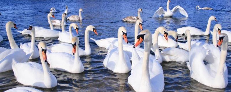 白天鹅的腹部像什么黑天鹅是保护动物吗