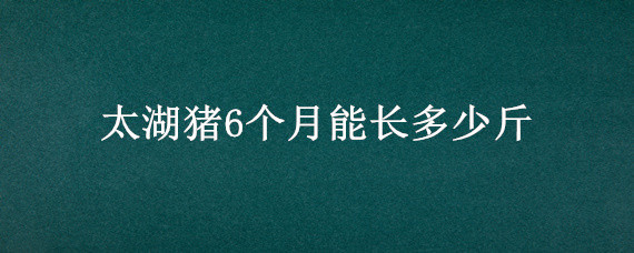 太湖猪6个月能长多少斤