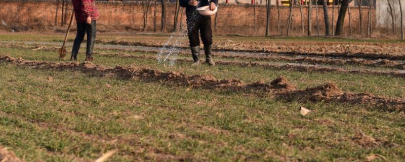 甲壳素肥料的功效与作用附使用方法