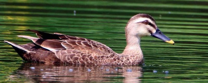 野鸭品种是几级保护动物
