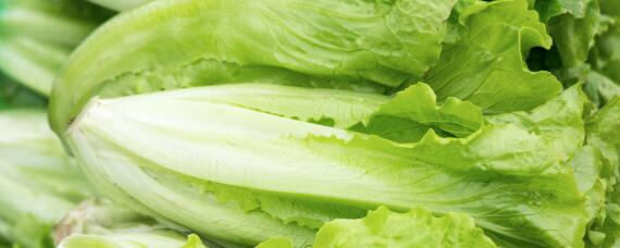 生菜的生长期是多少天