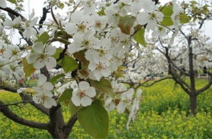 梨树反季节开花是怎么回事？