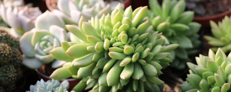 多肉植物怎么施肥