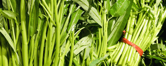 反季节空心菜种植技术要点分析