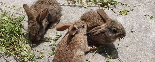 买种兔怎样挑选