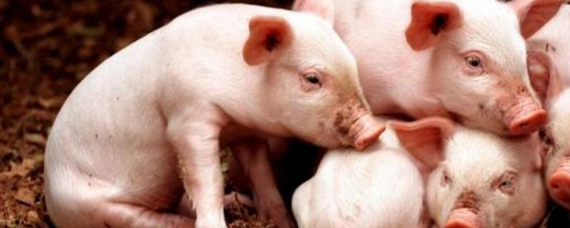 小猪吃母猪奶拉稀怎么回事打什么针效果好