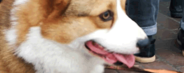 蝴蝶犬为什么养的人少