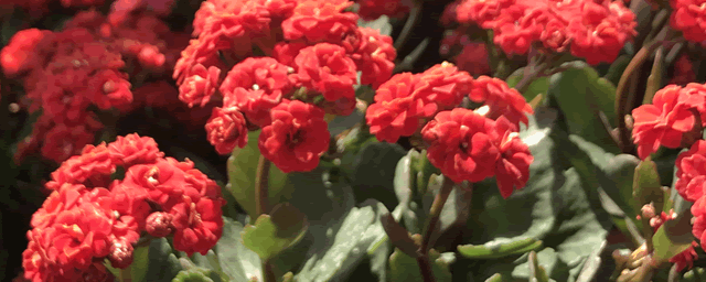 红掌放在家中什么位置好