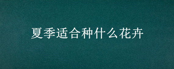 夏季适合种什么花卉
