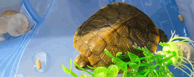 巴西龟的危害有什么