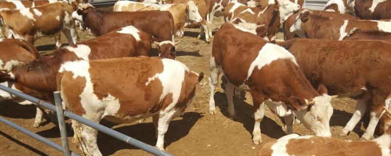 牛吃食具有什么现象怎么能确定牛吃了铁