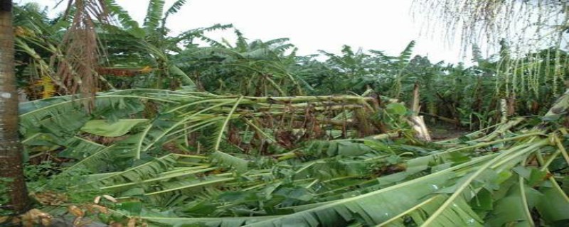 蕉麻是什么科植物