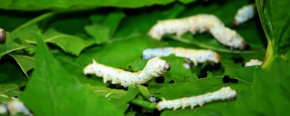 蚕一年怎样繁殖2次